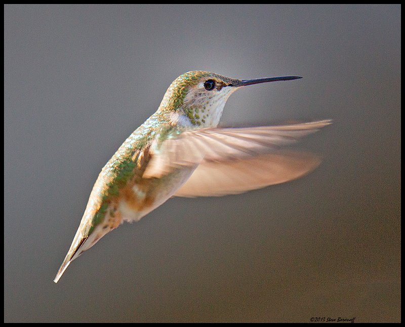 _4SB9384 female rufous hummingbird.jpg